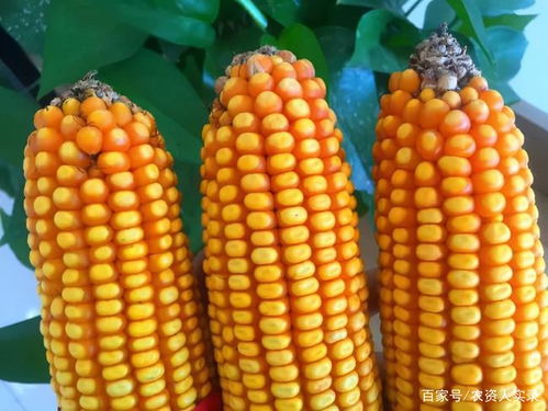 連續4天陰雨,影響玉米收割,玉米晚收可以嗎 雨后收割要防啥