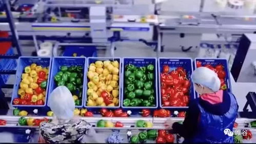 佳盛企智深加工共享工廠 創(chuàng)新農(nóng)產(chǎn)品新型生產(chǎn)模式